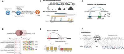 Progesterone Inhibits the Establishment of Activation-Associated Chromatin During TH1 Differentiation